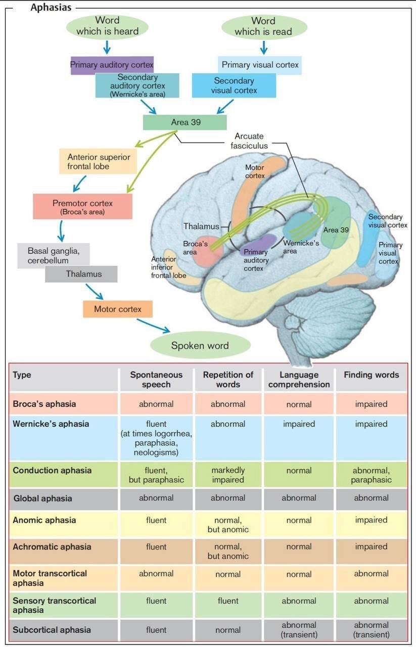 httpscalmmindhub.comspeech-disorders-understanding-aphasia